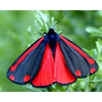 Cinnabar Moth Hipocrita jacobaeae 50 pupae SPECIAL OFFER!